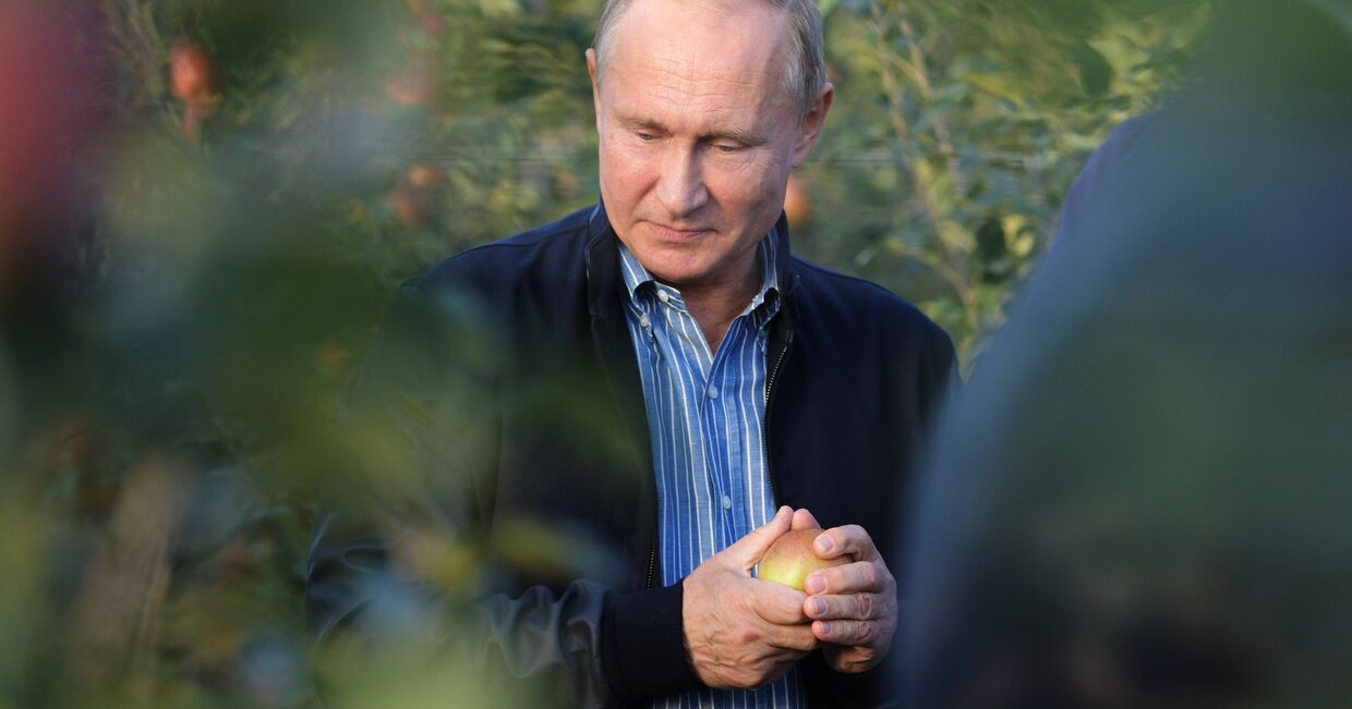 Президент РФ Владимир Путин во время посещения яблоневых садов