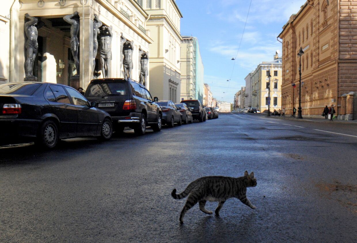 Кошка перед зданием Эрмитажа в Санкт-Петербурге