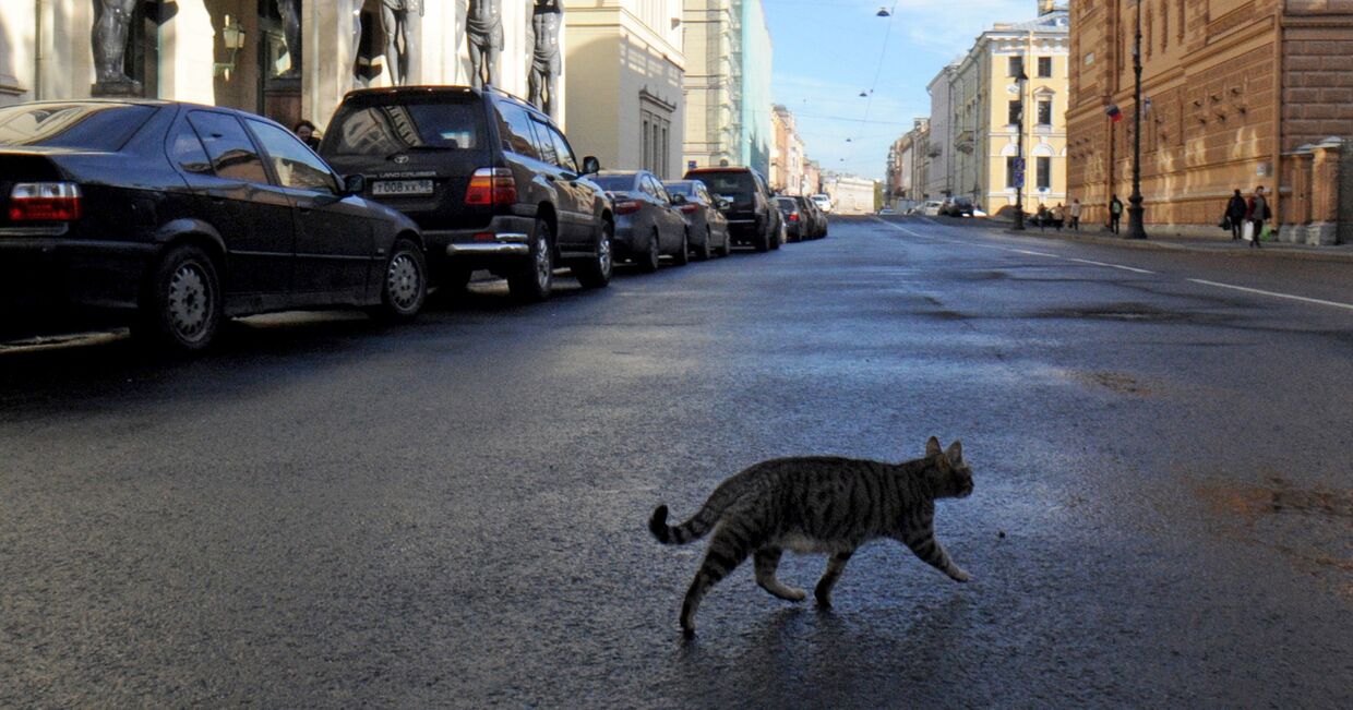 Кошка перед зданием Эрмитажа в Санкт-Петербурге