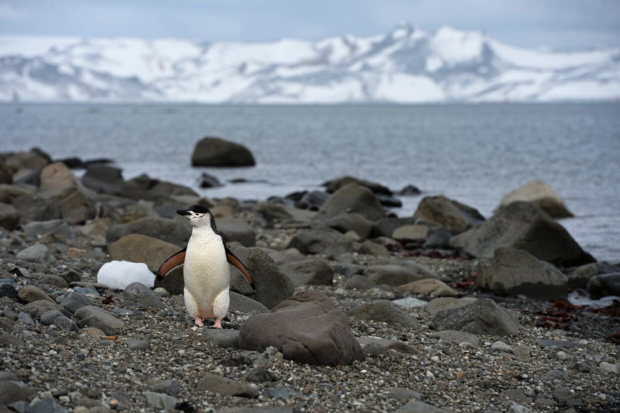 Пингвин на острове Ватерлоо в Антарктиде