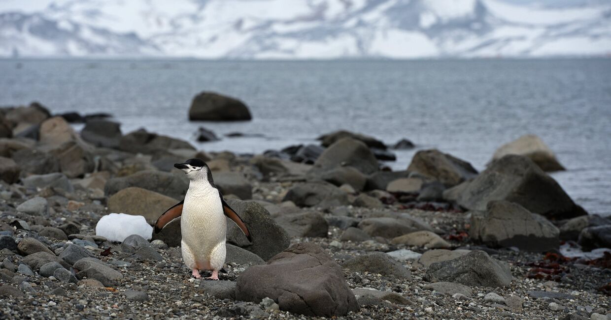 Пингвин на острове Ватерлоо в Антарктиде