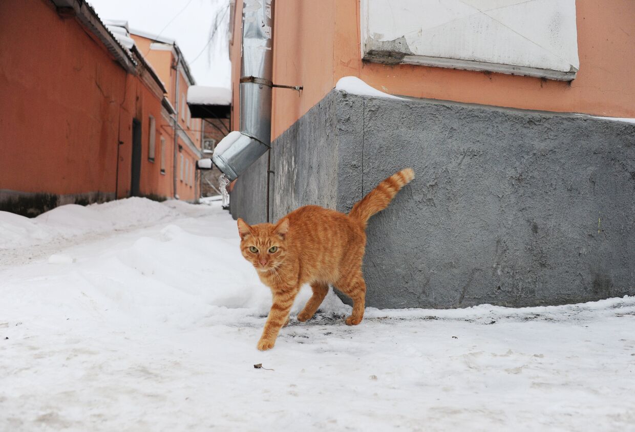 Кот на улице Рыбинска