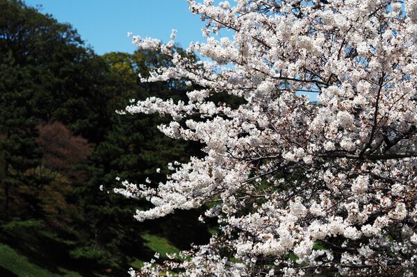 Города мира. Токио