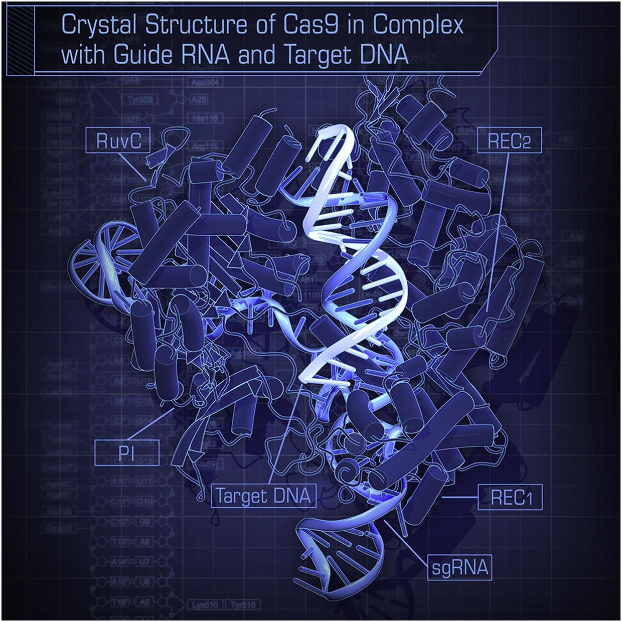 Кристаллическая структура CRISPR–Cas9