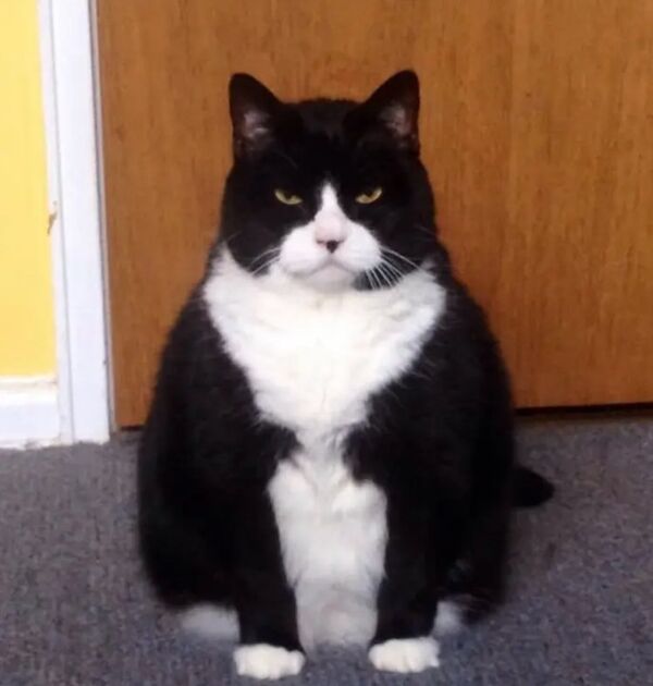 I think my girlfriend'a cat is plotting my death I think my girlfriend'a cat is plotting my death