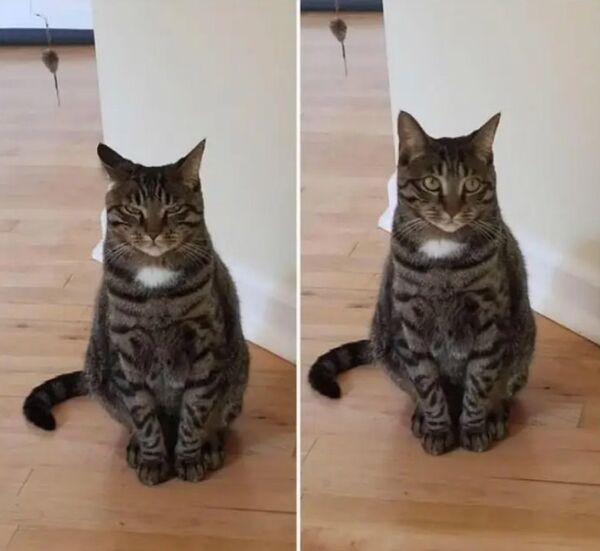 My sister caught my cat plotting My sister caught my cat plotting
