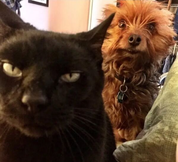 When the cat is plotting to kill you and the dog is trying to warn you... When the cat is plotting to kill you and the dog is trying to warn you...