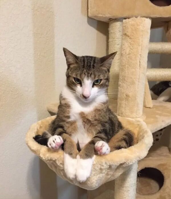 I think my cat is plotting to kill me I think my cat is plotting to kill me