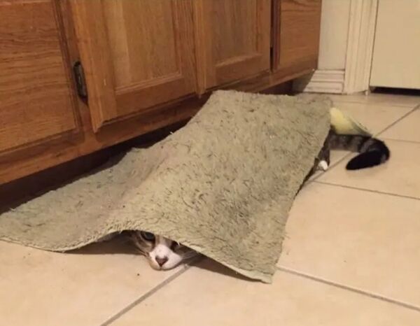 (Update) Knew my cats were plotting to kill me, ninja hiding on my way to bathroom. (Update) Knew my cats were plotting to kill me, ninja hiding on my way to bathroom.