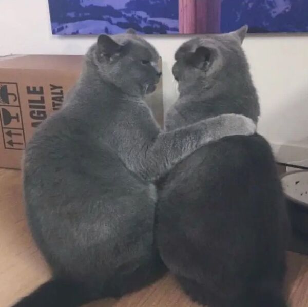 My cats look like they're plotting against me. My cats look like they're plotting against me.