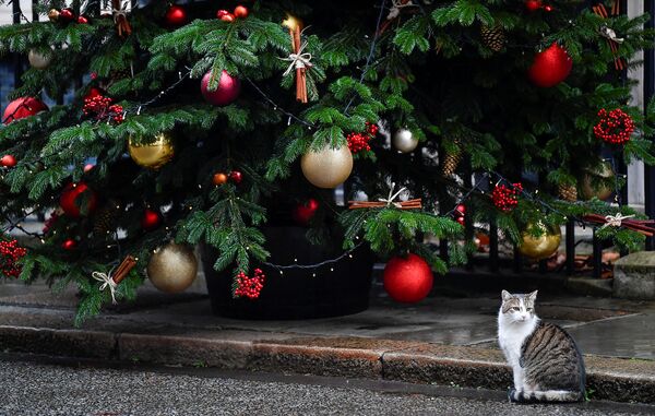 Кот Ларри у рождественской елки на Даунинг-стрит в Лондоне