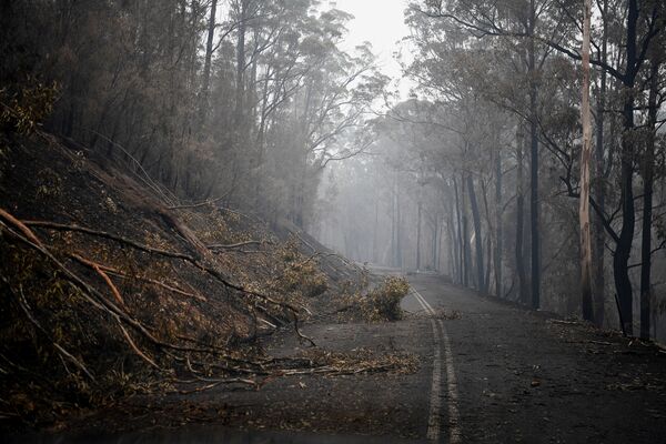 Упавшие деревья близ города Эдем, Австралия