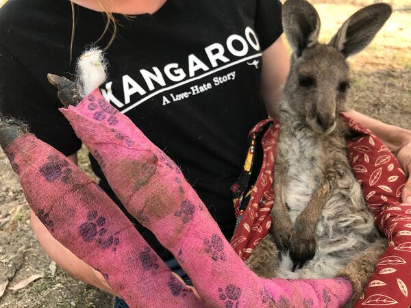 Волонтер держит кенгуру с обожженными лапами в районе Голубых гор Австралии