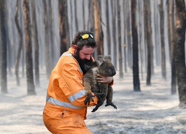 Спасатель с коалой в горящем лесу на острове Кенгуру, Австралия