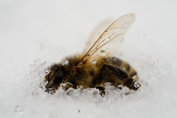 Пчела, умершая в снегу
