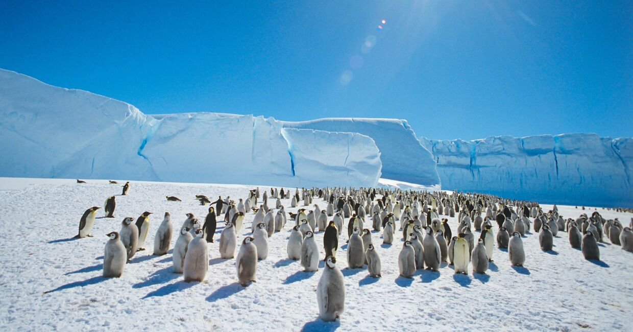 Колония императорских пингвинов в районе станции Мирный в Антарктиде