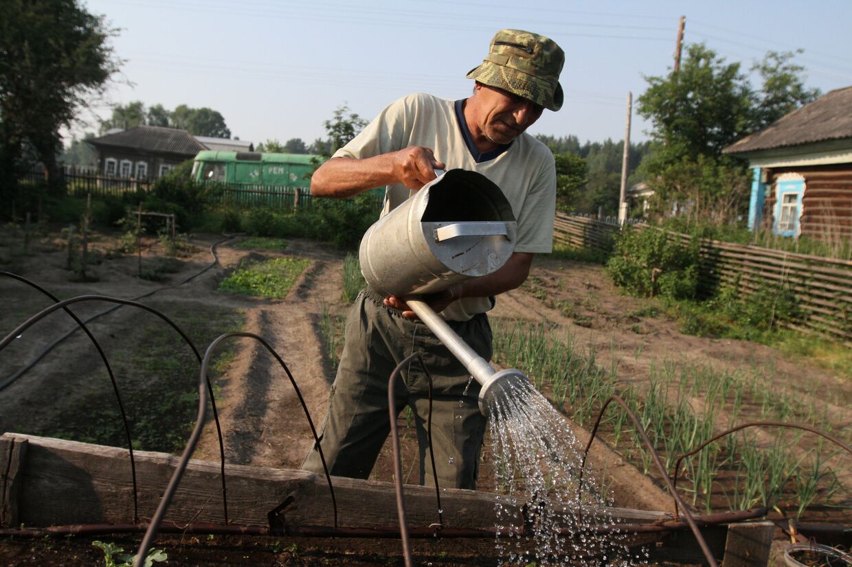 Мужчина поливает грядку у себя в огороде в деревне Окунево