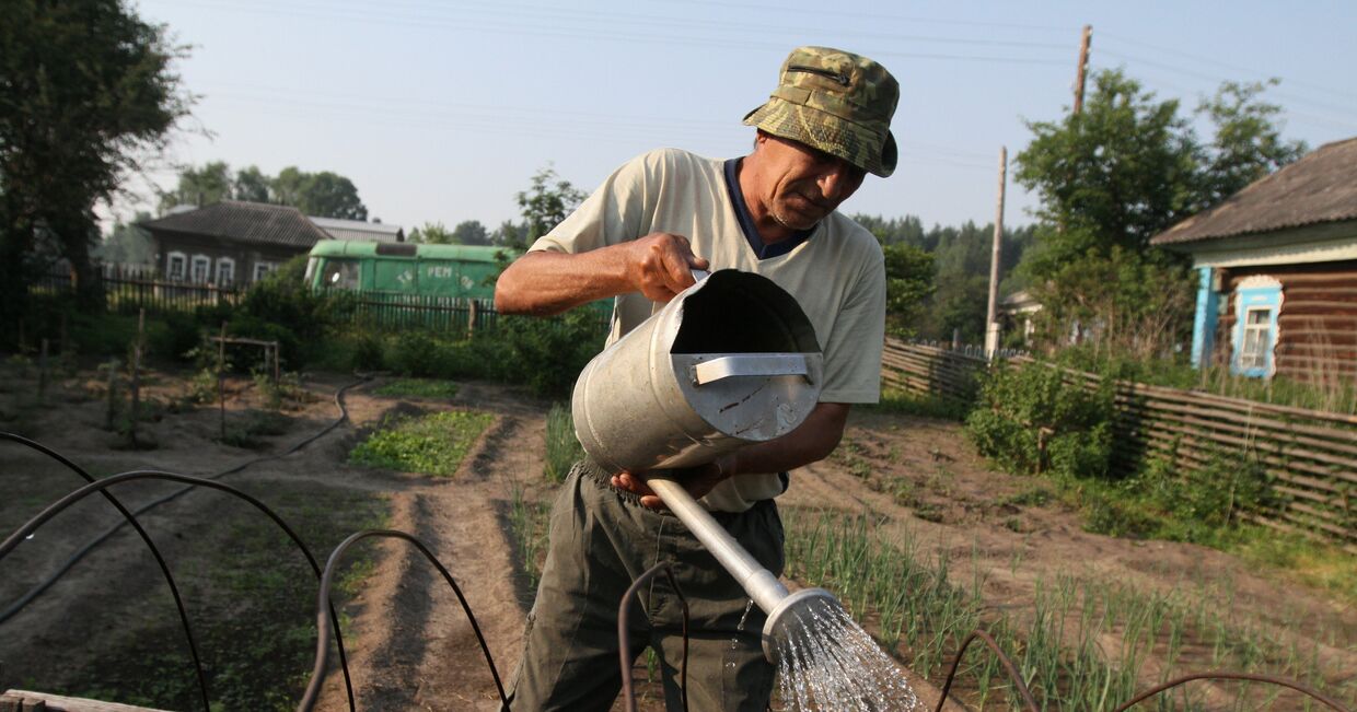 Мужчина поливает грядку у себя в огороде в деревне Окунево