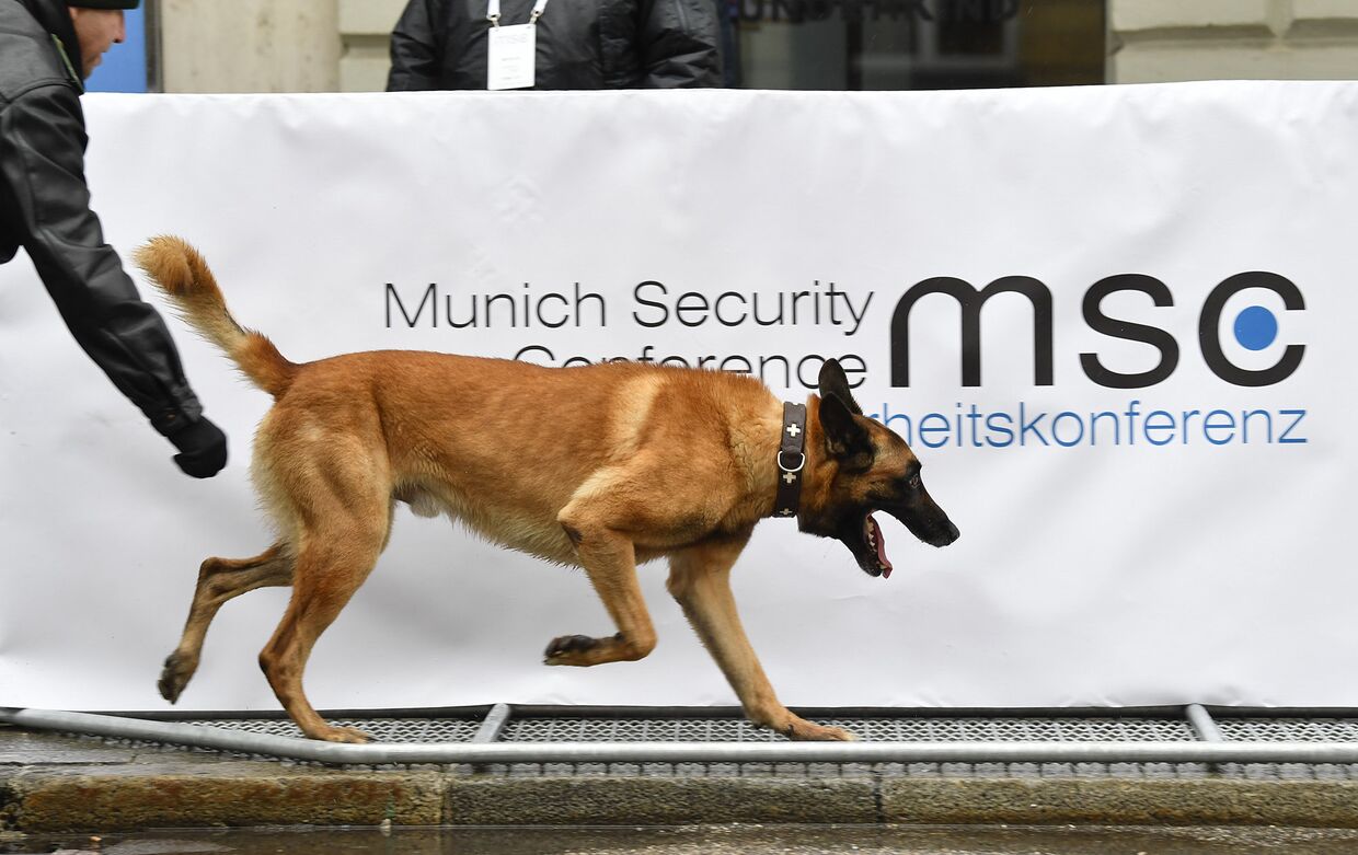 Пес у территории отеля Bayerischer Hof в Мюнхене, гден проходит Мюнхенская конференция по безопасности