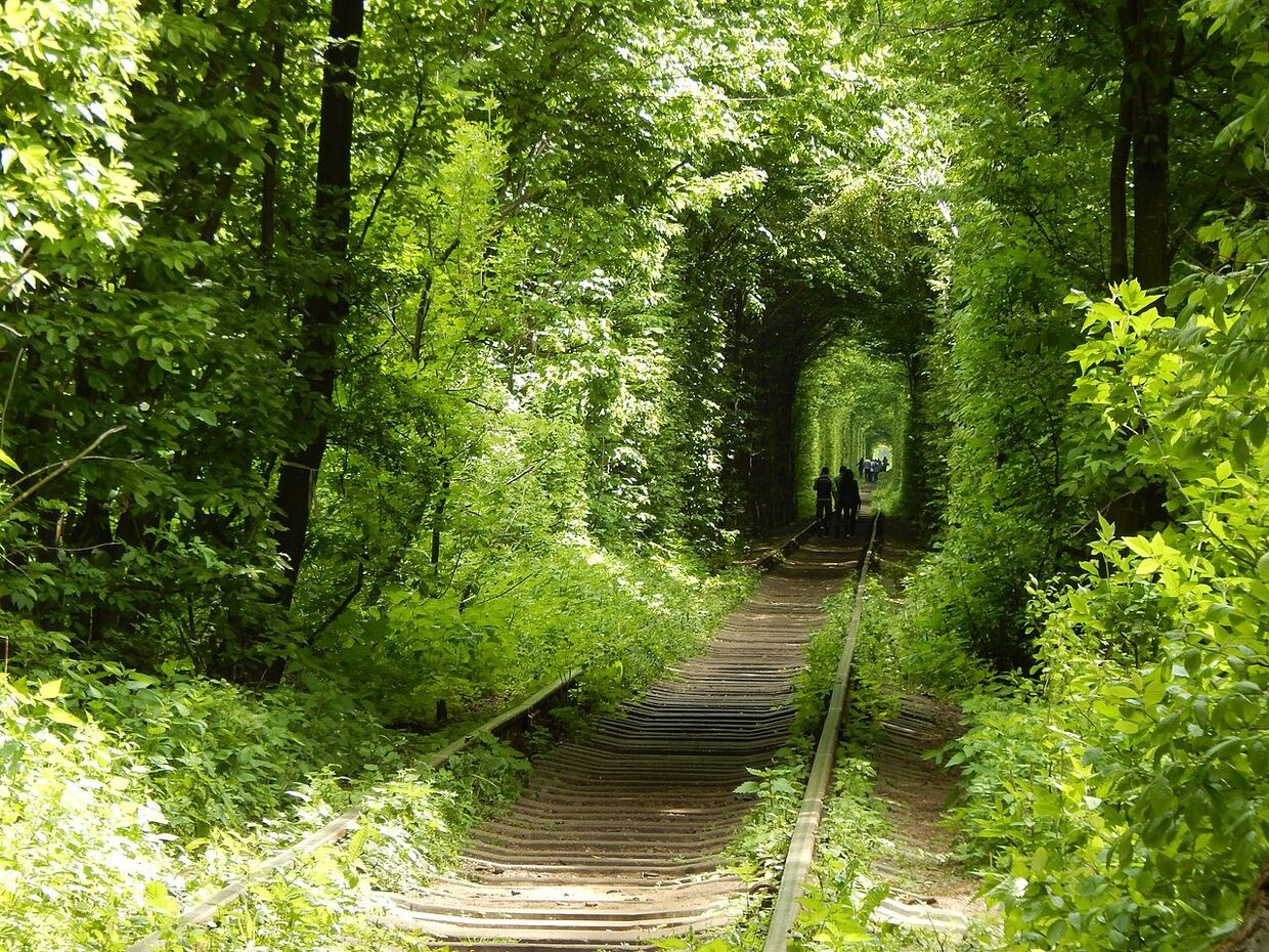 Тоннель любви возле поселка Клевань на Украине