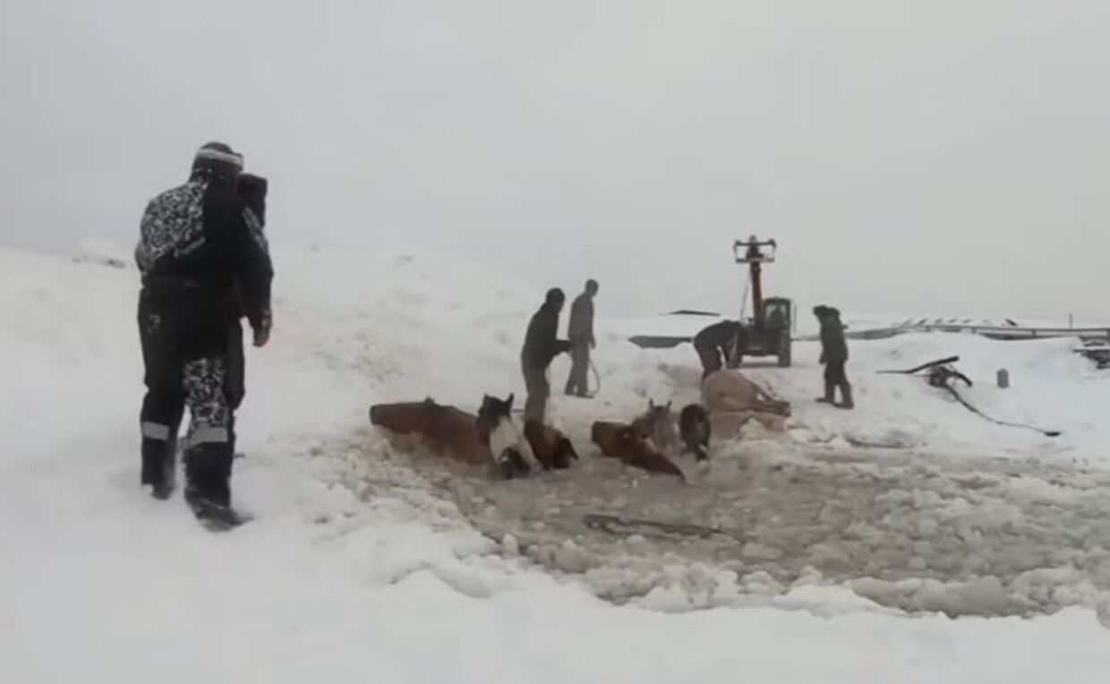 В России тракторист спас лошадей из ледяного плена