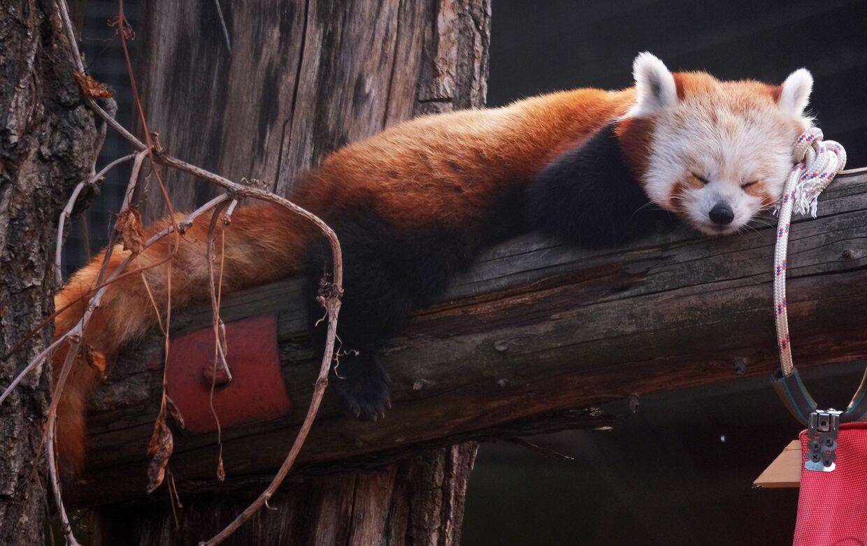 Малая панда спит на бревне в вольере Московского зоопарка