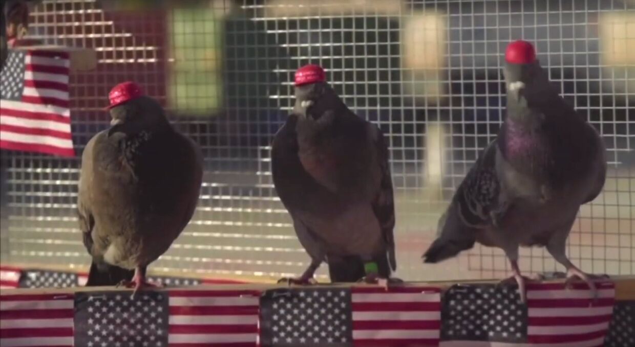 Pigeons United To Interfere Now