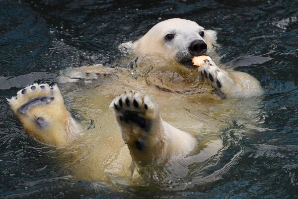 Белый медведь плавает в бассейне