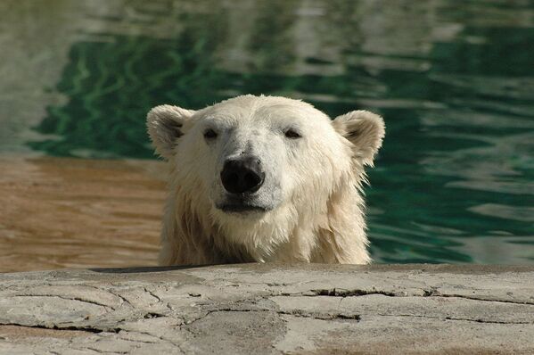 Белый медведь в зоопарке Буффало