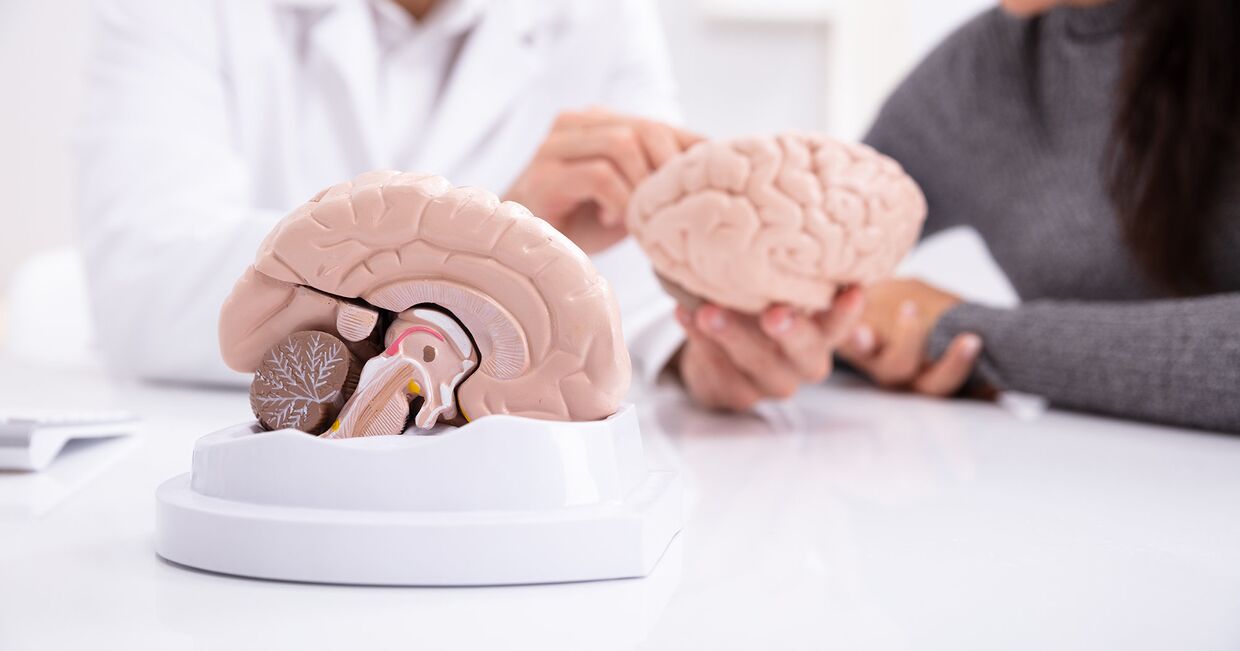 Модель мозга человека