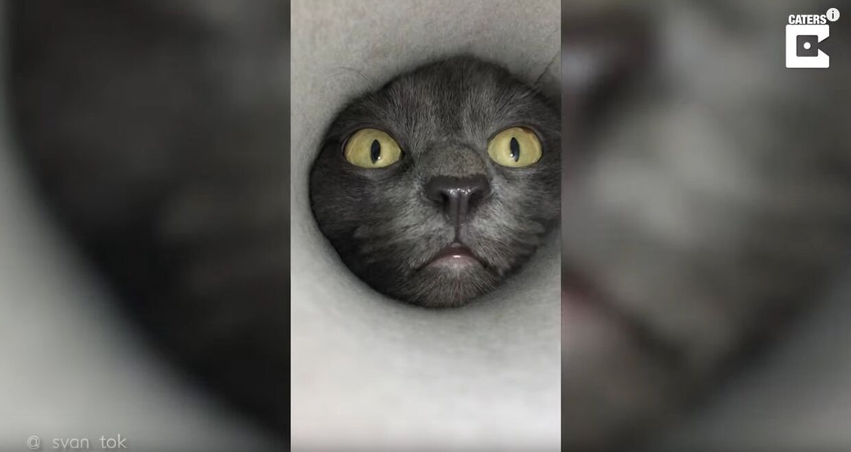 Curious Cat Puts Head Into Tube