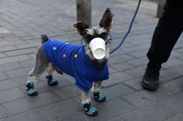 Собака в самодельной маске в Пекине