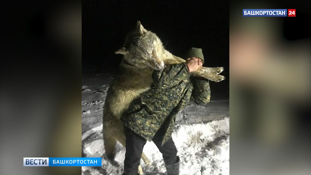 В Башкирии застрелили огромного волка