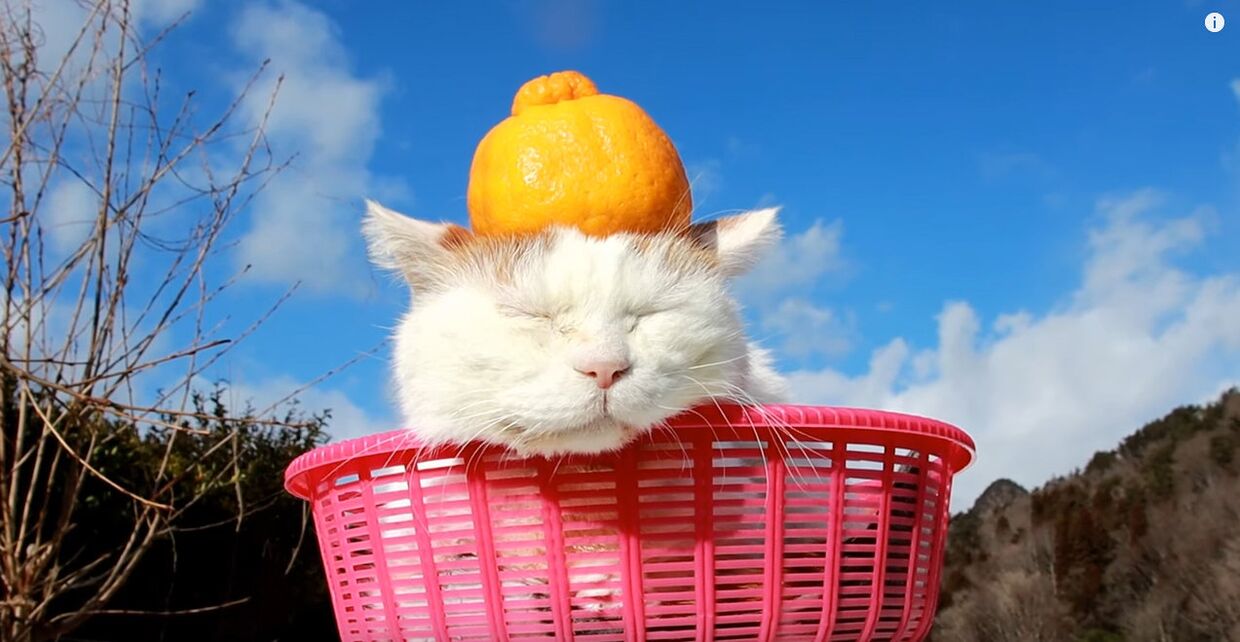 Cамый известный японский кот, познавший дзен