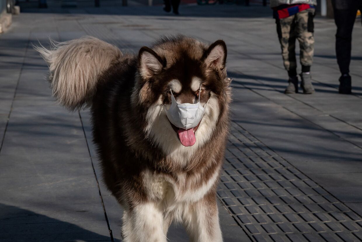 Собака в маске в Пекине