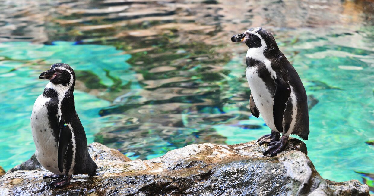 Самец и самка пингвинов Гумбольдта в пингвинарии Лоро Парка (Loro Parque) на Тенерифе (Tenerife).