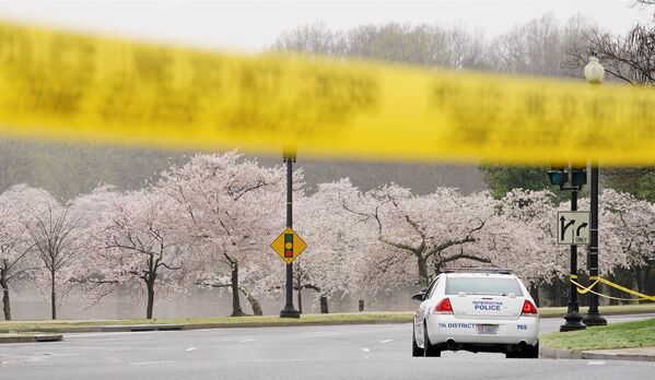 Деревья в цвету в Вашингтоне