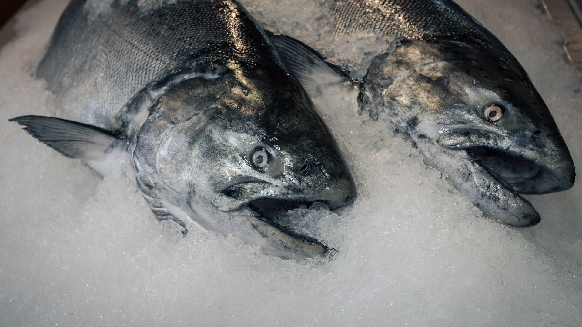 Замороженная рыба - ИноСМИ, 1920, 28.08.2023