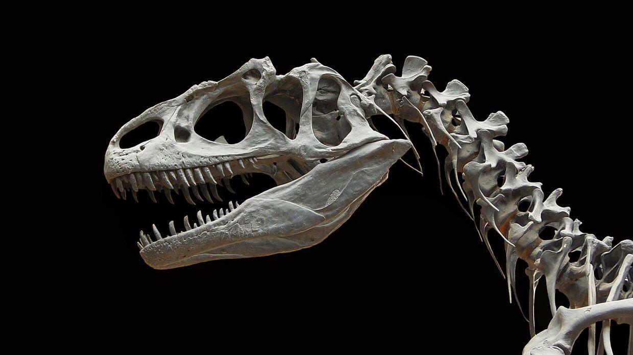 Фрагмент скелета Аллозавра