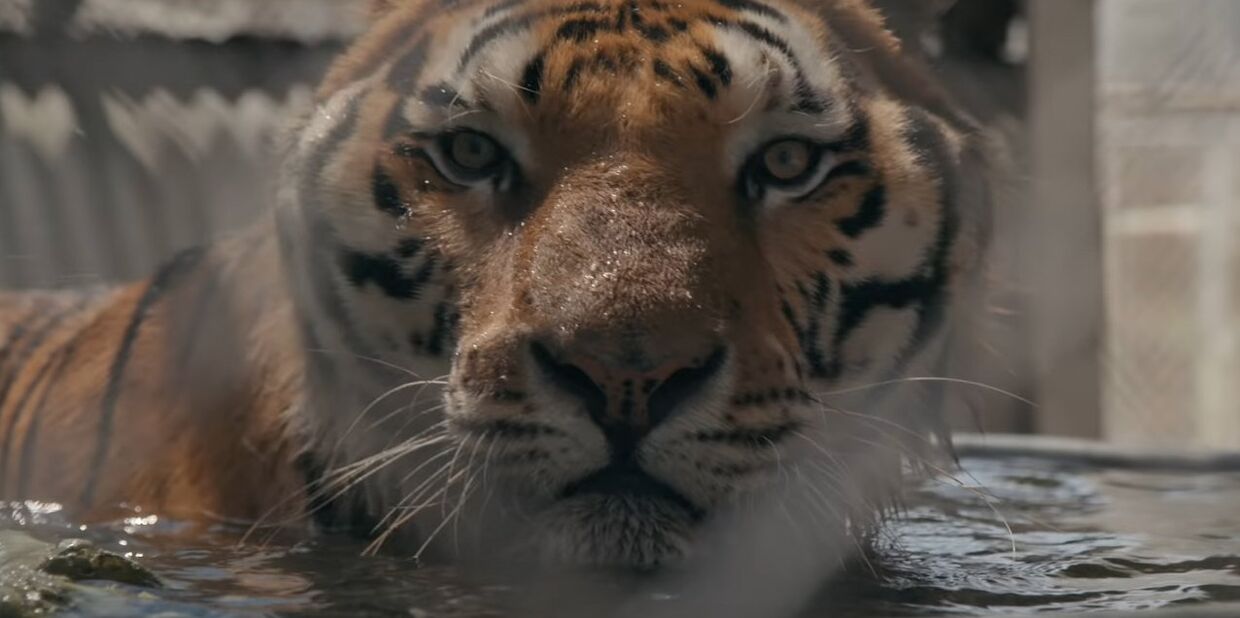 Документальный сериал «Король тигров»