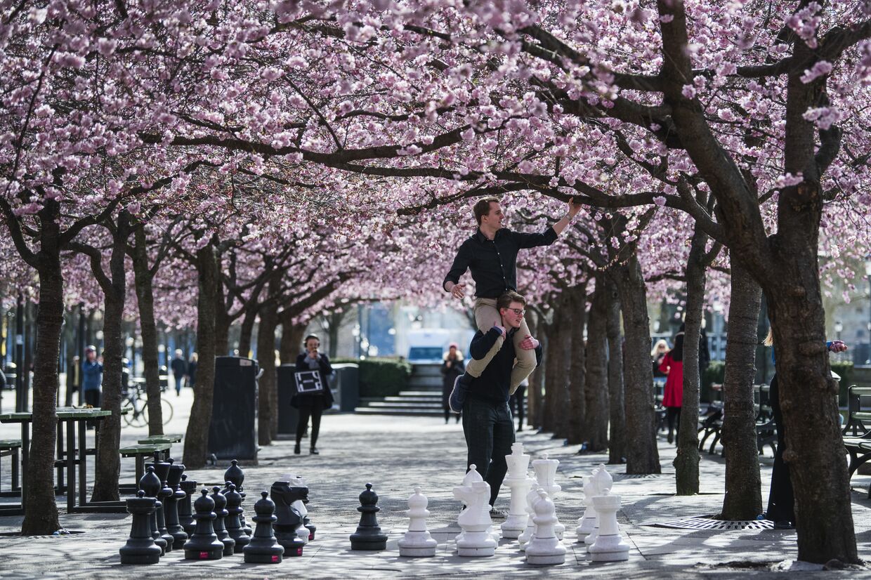 Шведы гуляют в парке во время цветения сакуры, Стокгольм, Швеция