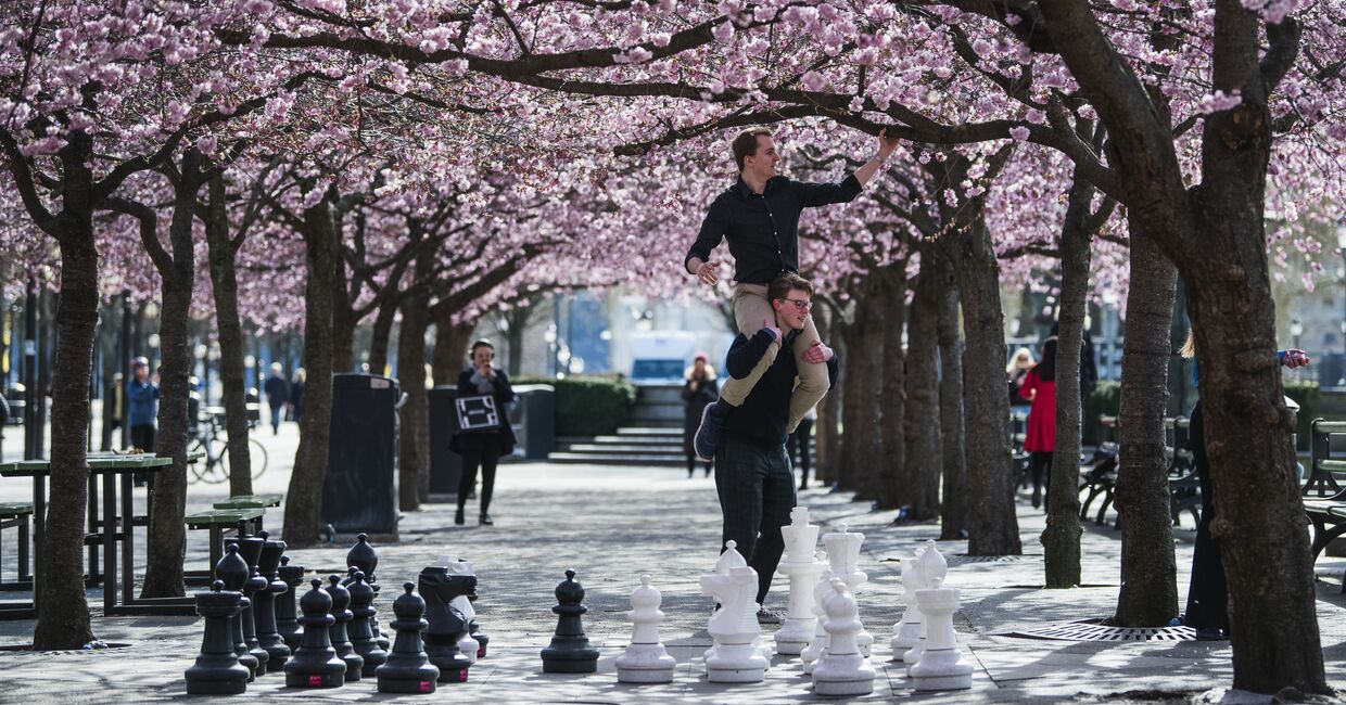 Шведы гуляют в парке во время цветения сакуры, Стокгольм, Швеция