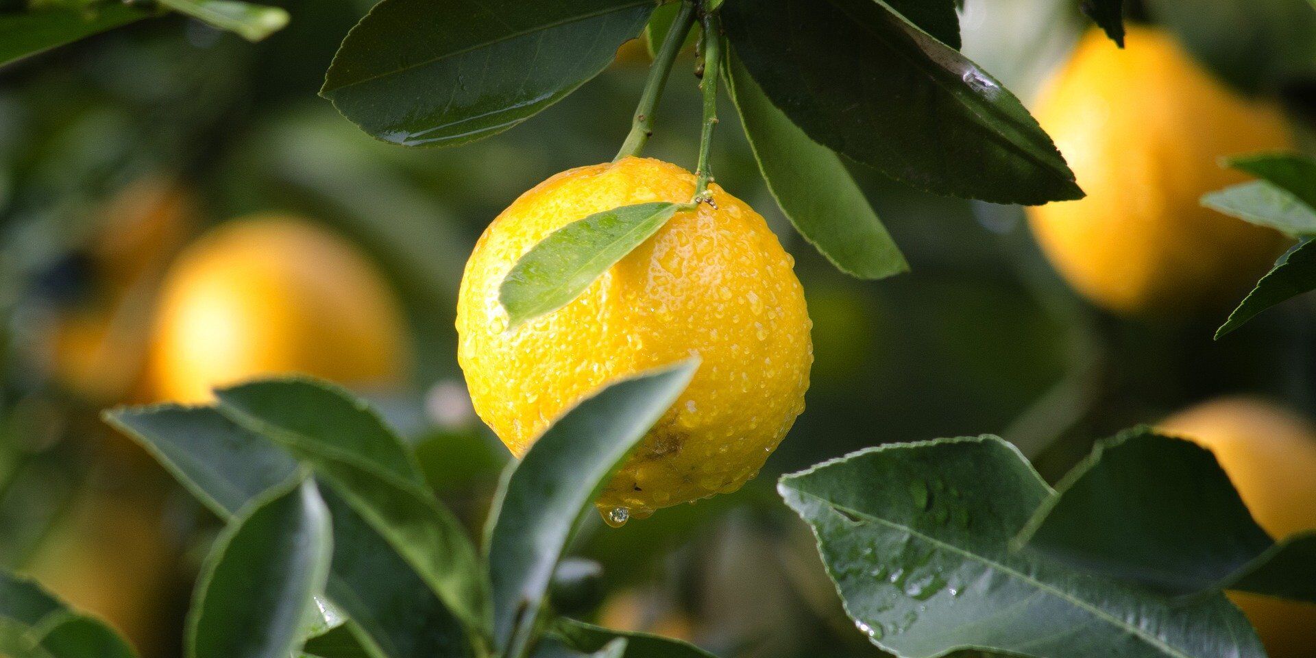 Увлажнение лимона