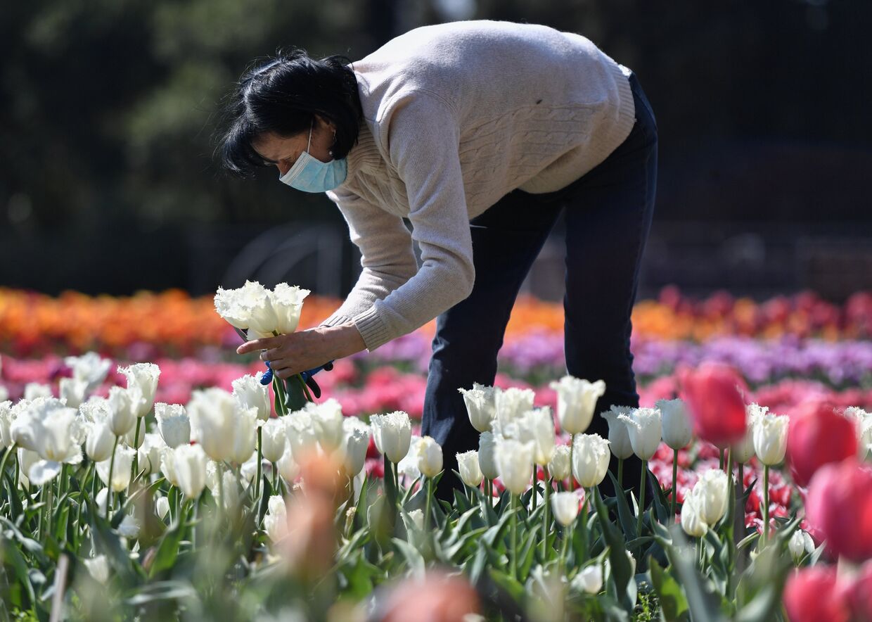 Парад тюльпанов в Никитском ботаническом саду в период самоизоляции
