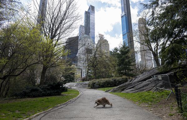 Енот гуляет по пустым дорожкам Центрального парка в Нью-Йорке