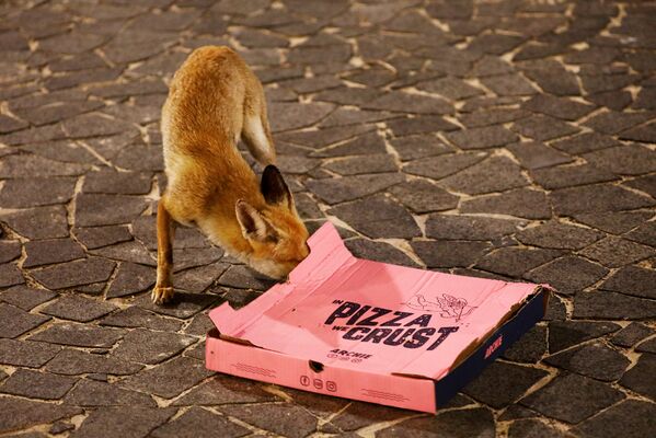 Рыжая лиса обследует брошенную на улице коробку с пиццей в израильском городе Ашкелон