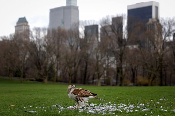 Краснохвостый сарыч убил голубя в Центральном парке в Нью-Йорке