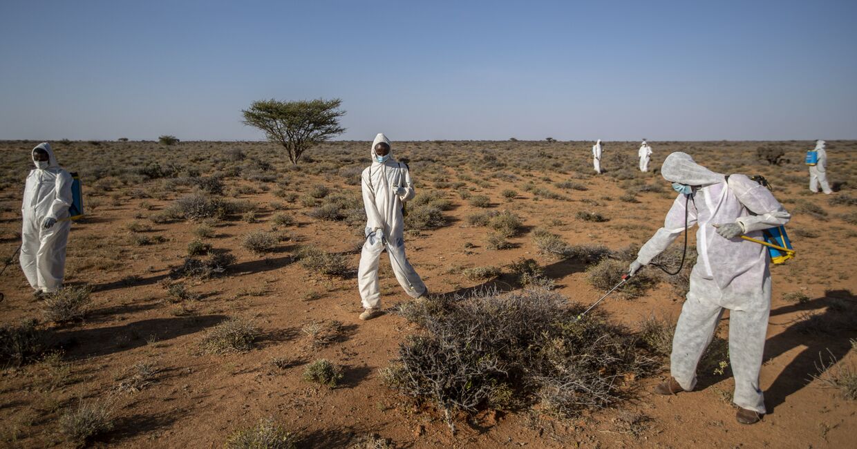 Люди в защитных костюмах обрабатывают растения в Сомали