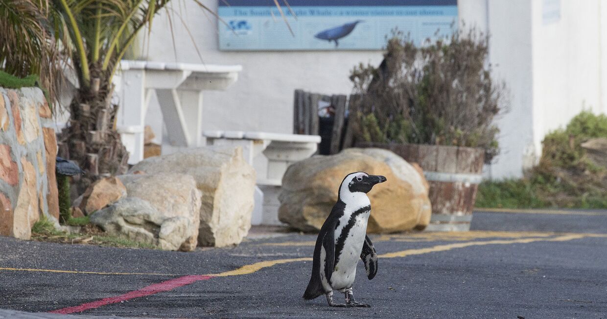 Пингвин на улице в Кейптауне, ЮАР