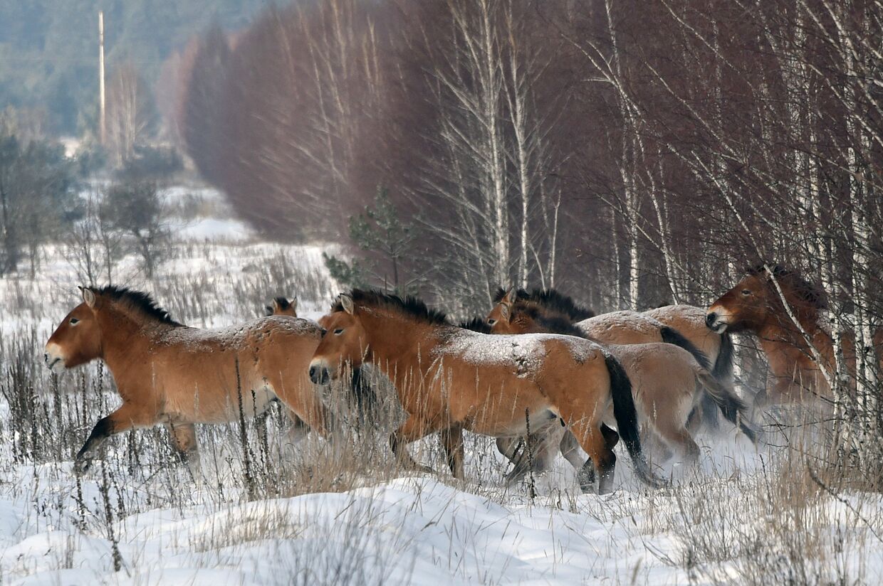 Дикие лошади Пржевальского в Чернобыльской зоне отчуждения